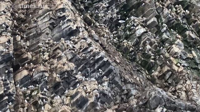 Белые медведи и ледяной буги-вуги: орловские школьники покорили Северный полюс смотреть онлайн