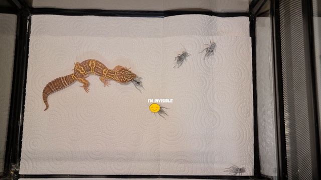 Leopard Gecko feeding смотреть онлайн