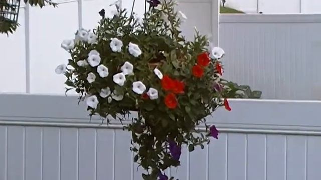 petunia-red-white-blue-2 смотреть онлайн