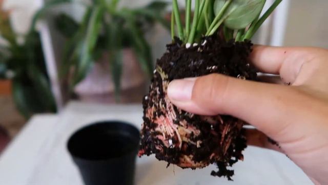 Repot With Me: Episcias, Syngonium Berry Allusion, Anthurium Water Culture