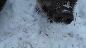 Результат скрещивания вьетнамской вислобрюхой свинки и дикого кабана