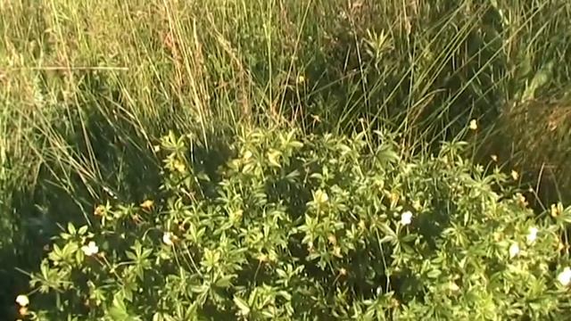 Лекарственная клумба Калган смотреть онлайн
