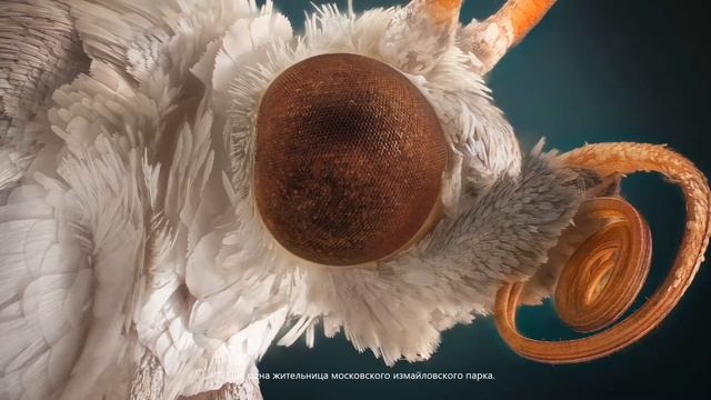 Макромир, насекомые и не только смотреть онлайн