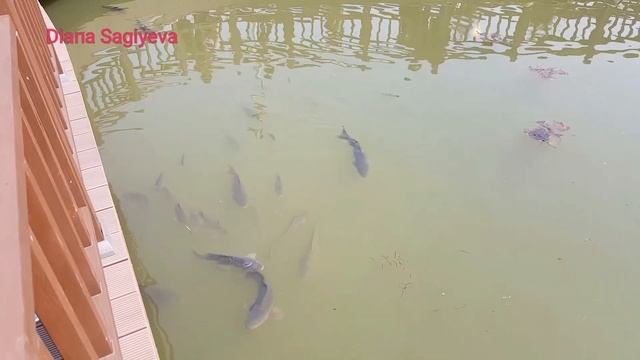 Не называйте ВИШНЮ САКУРОЙ в Корее смотреть онлайн