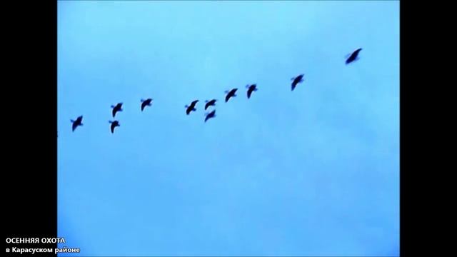 Осенняя охота в Карасуском районе смотреть онлайн