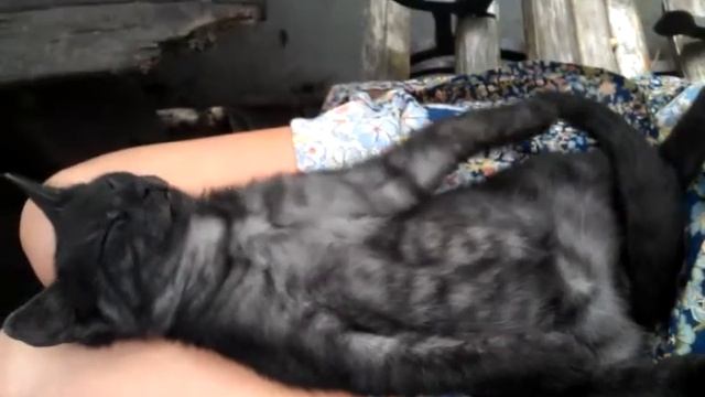 Котёнок Вампий в глубокой медитации смотреть онлайн