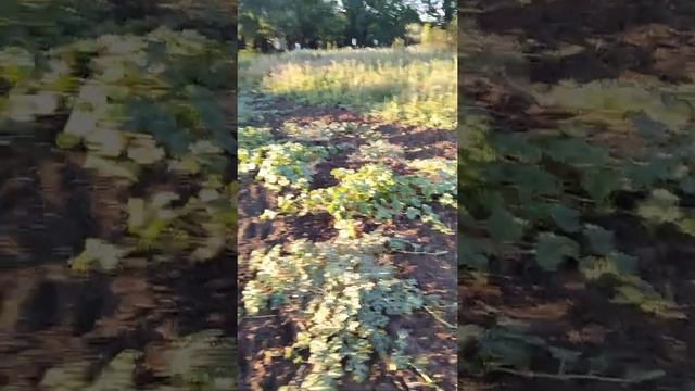 7 июля 2020 г. Дача в июле, как изменилась. смотреть онлайн