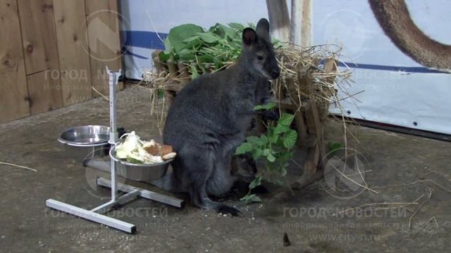 В Новокузнецке родился кенгурёнок смотреть онлайн