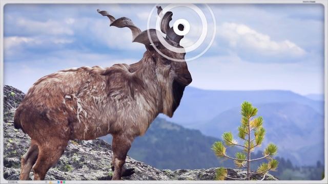 10 Unique Animals You Won’t Believe Exist смотреть онлайн