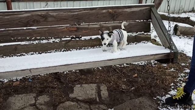Кофта из носка для Собаки. Одежда для Собак своими руками. Dog Sock Yacket ??? Jack Russell Terrie смотреть онлайн