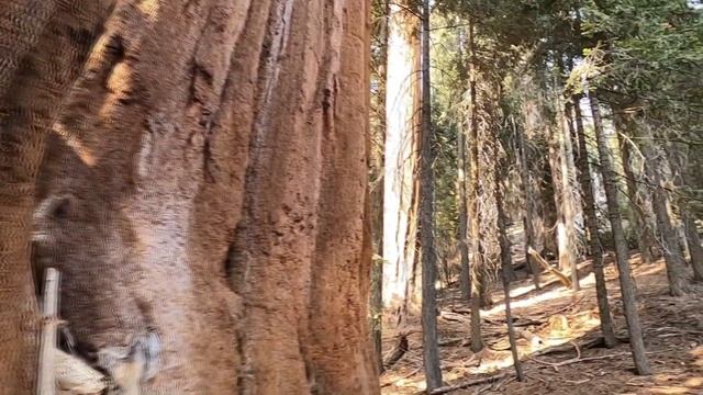 4К Sequoia National Park, California, USА, Національний парк Секвойя, Каліфорнія, США смотреть онлайн