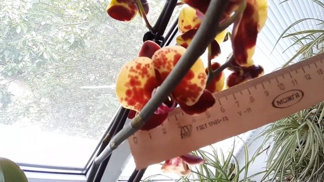 Рhalaenopsis Flamingo JAZZ (Орхидея Фламинго Джаз) смотреть онлайн