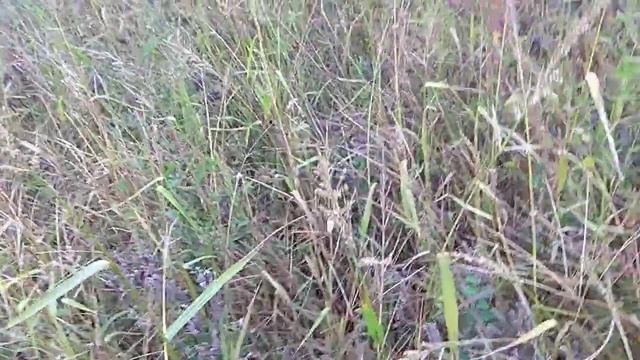 Фацелия. Время сбора семян. смотреть онлайн