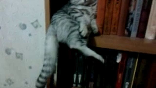 Бастик - любительница читать смотреть онлайн