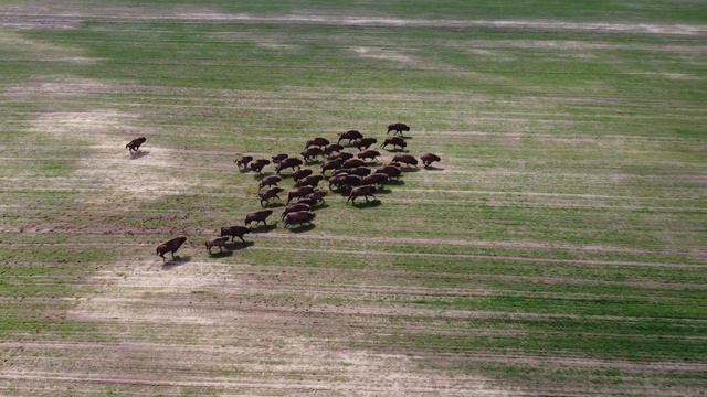 Зубры в дикой природе в Беларуси | съемка с дрона DJI смотреть онлайн