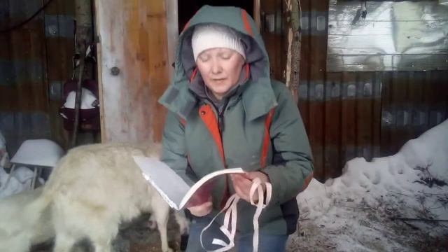 Как определить вес козы? смотреть онлайн