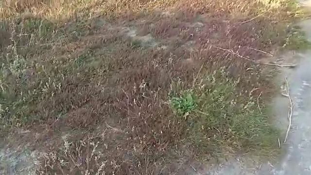 025 Урожай на песчаных солончаках!!! Или обзор местности в которой я живу. смотреть онлайн