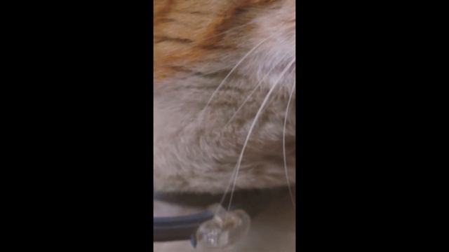 cat stock смотреть онлайн