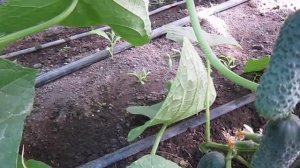 огурец UNIKUM F1 в летне-осенний обороте 3.09.2017