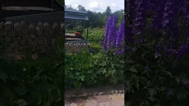 @NashaDacha_ Дача моя любовь смотреть онлайн