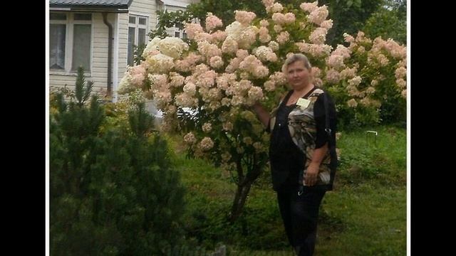 ГОРТЕНЗИИ ИЗ САДА В ПРОДАЖЕ 2023г смотреть онлайн