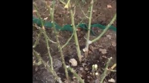 Весенняя обрезка роз Флорибунда