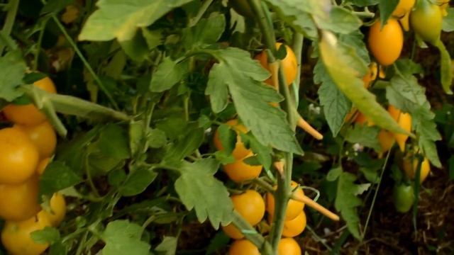 Томат от семени до плода часть 11 урожай 2019 смотреть онлайн