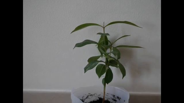 Timelapse- Twin Java Plum (Jamun) Plants Drinking Water смотреть онлайн