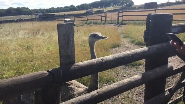 MAYFIELD ALPACCA Vlog смотреть онлайн