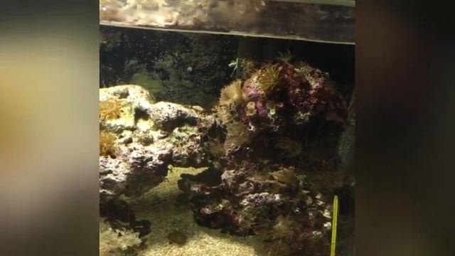 Синелапый рак-отшельник, моя мечта сбылась!