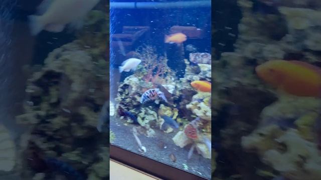 Я кормлю рыбок