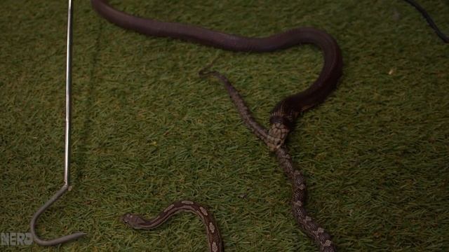 Live Feeding this King Cobra? Yes, but we aren't enjoying it. смотреть онлайн