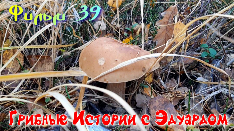 Секретные ГРИБНИЦЫ! Фильм 39. Грибные Истории с Эдуардом. смотреть онлайн