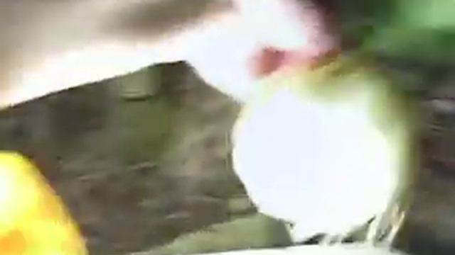 Nightblooming Cereus (not cactus) Video 1 смотреть онлайн