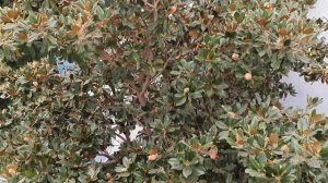 отель Клеопатра Рамира 4*,  Аланья. сентябрь 2023.