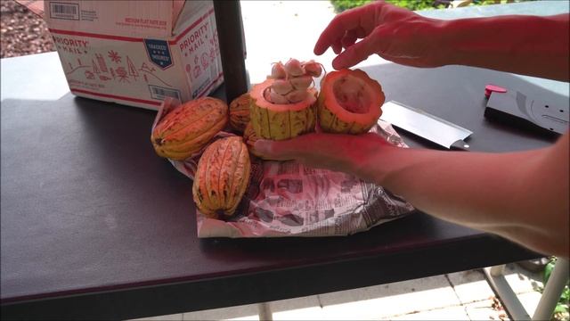 Плод Какао сорта Криолло, Какао бобы/Criollo Cacao Pod, Cacao Bean