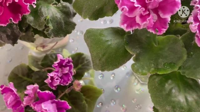 Сравниваем фиалки: АВ-Махровая Петуния, ЛЕ-Марс, ПТ-Катерина. Красные, бордовые сорта смотреть онлайн