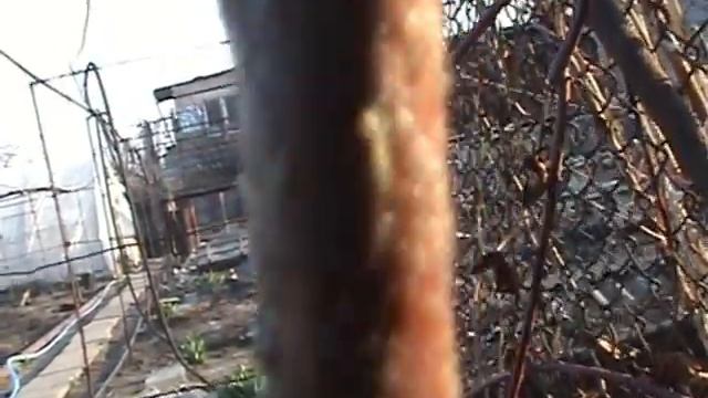 Как перезимовала хурма и инжир в Харьковской области смотреть онлайн