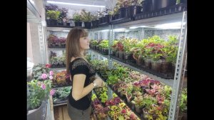 Как вырастить отличную рассаду цветов и овощей в домашних условиях.Обзор рассады в конце марта.