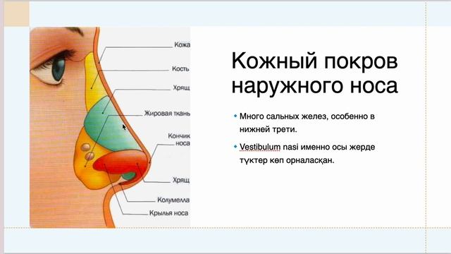 #ЛОР мұрын анатомиясы, физиологиясы, гистологиясы смотреть онлайн