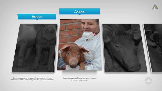 Продажа поросят Дюрок смотреть онлайн