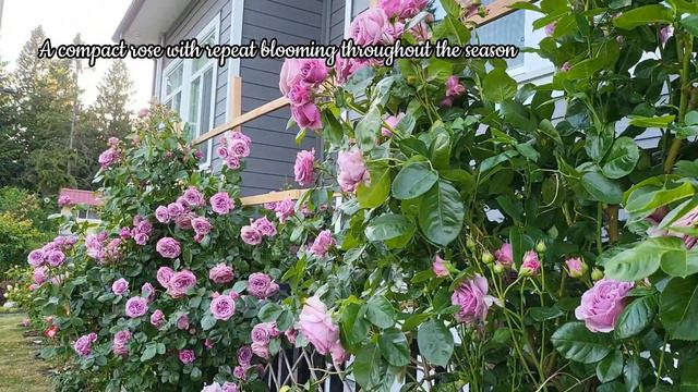 Fantastic Quicksilver Is A Wonderful Display In June At Jrose Garden.# Quicksilver#rose