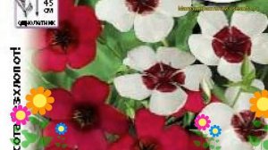 Лен крупноцветковый Очарование. Краткий обзор, описание характеристик linum grandiflorum