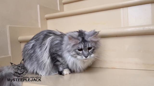 MySteeplejack Tiramisu 6 months old смотреть онлайн