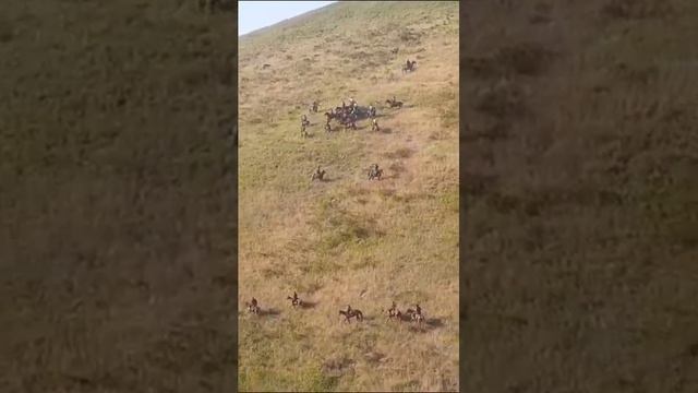 Кашка-Суу Жайлоосунда болгон улак аламан, Ак башат айылына буйруду смотреть онлайн