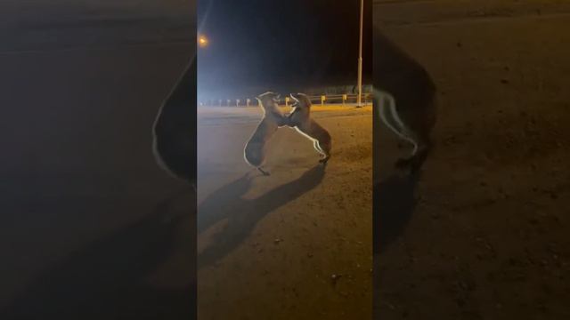 VID-20240406-WA0019.mp4 смотреть онлайн