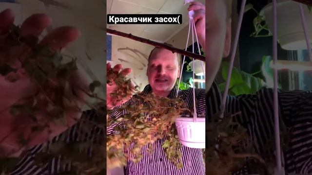 Засох пышнейший красавец, не все растения прощают засуху!#циссус