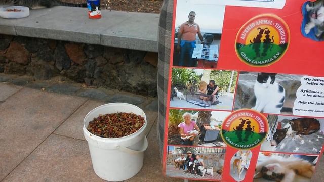 #канары#путешествие КАНАРСКИЕ ОСТРОВА. Кошачий рай...ЗАБОТА О ЖИВОТНЫХ. смотреть онлайн