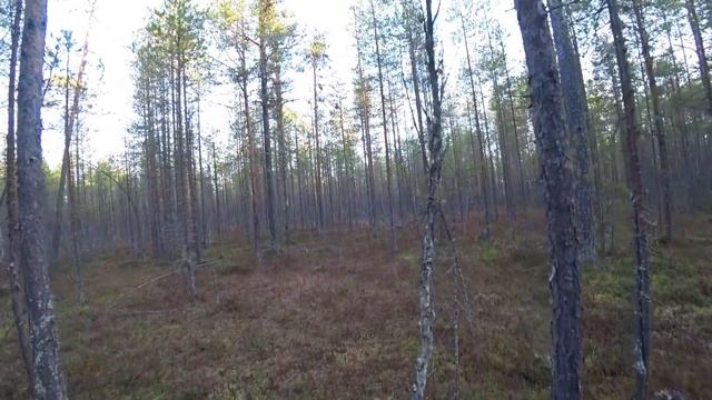 Ужин после бани по чёрному. Ток косачей. Первый выстрел по глухарю. смотреть онлайн