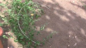 Как поймать фазана живым /// ловушка на фазана /// ловушка для птиц